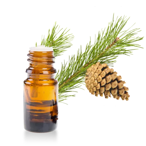 L'huile essentielle allié respiratoire et tonique: Le pin Sylvestre